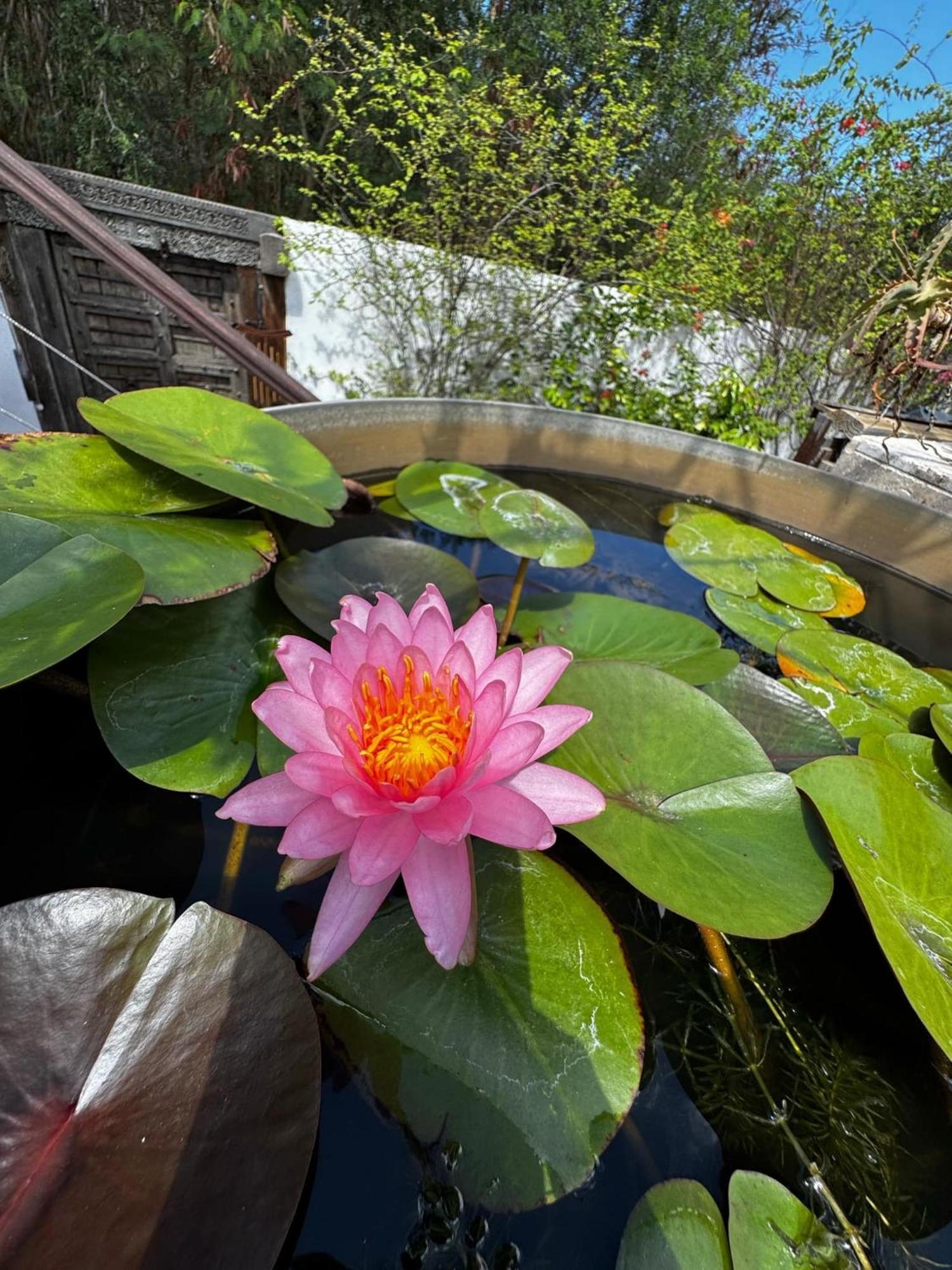 Lotus Garden - Ile De La Reunion Villa Ravine des Cabris Luaran gambar